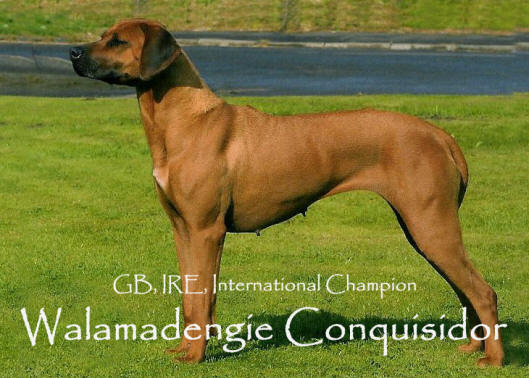 Rhodesian ridgeback 2024 champion breeders